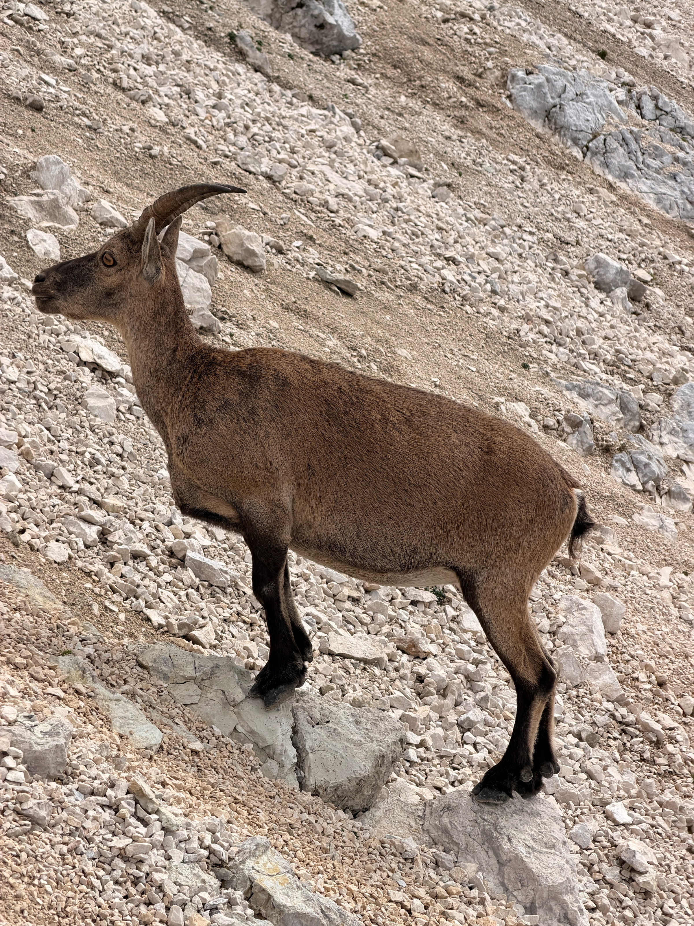 Montaž / Jôf di Montasio – fotografija s poti