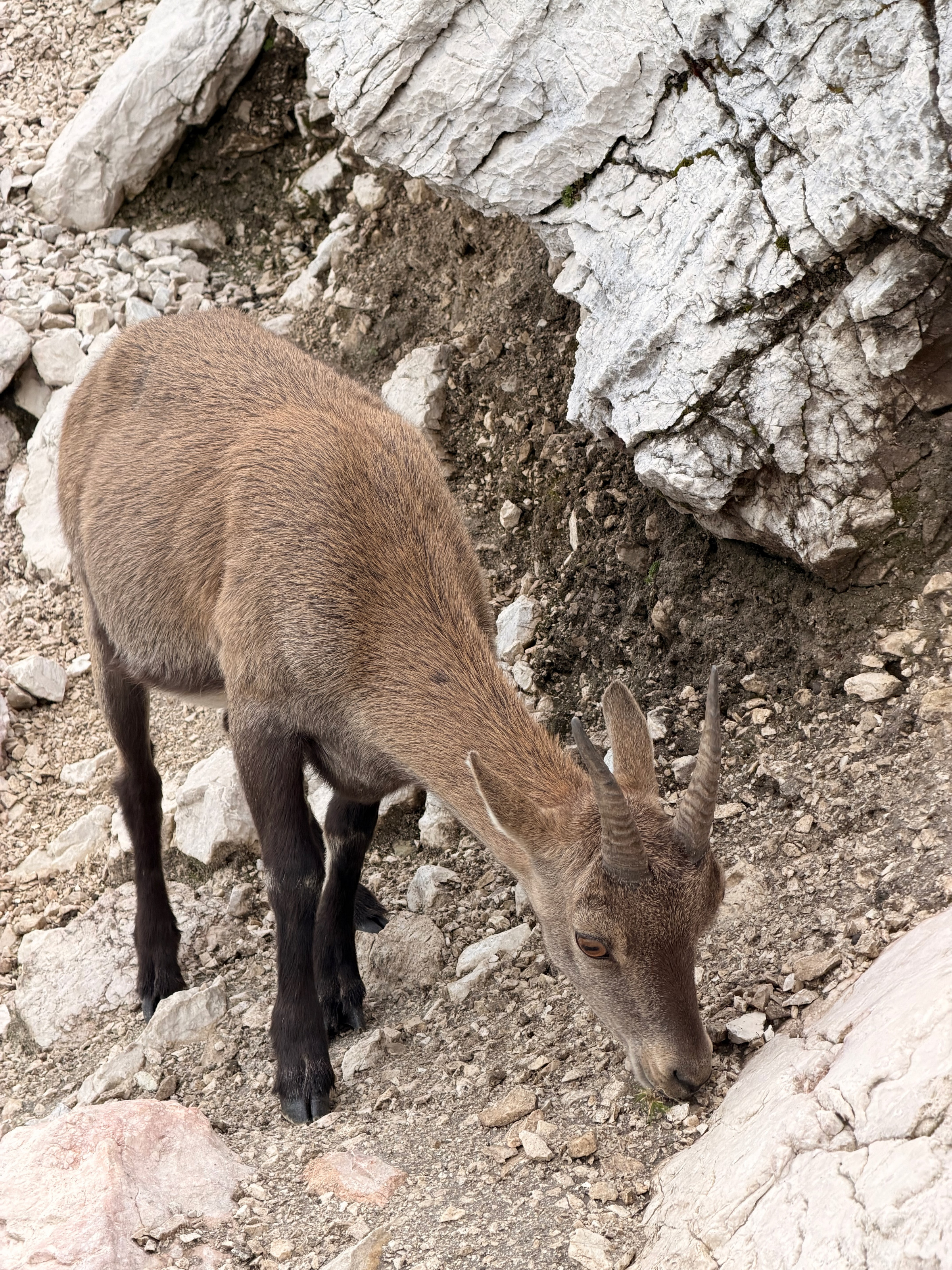 Montaž / Jôf di Montasio – fotografija s poti