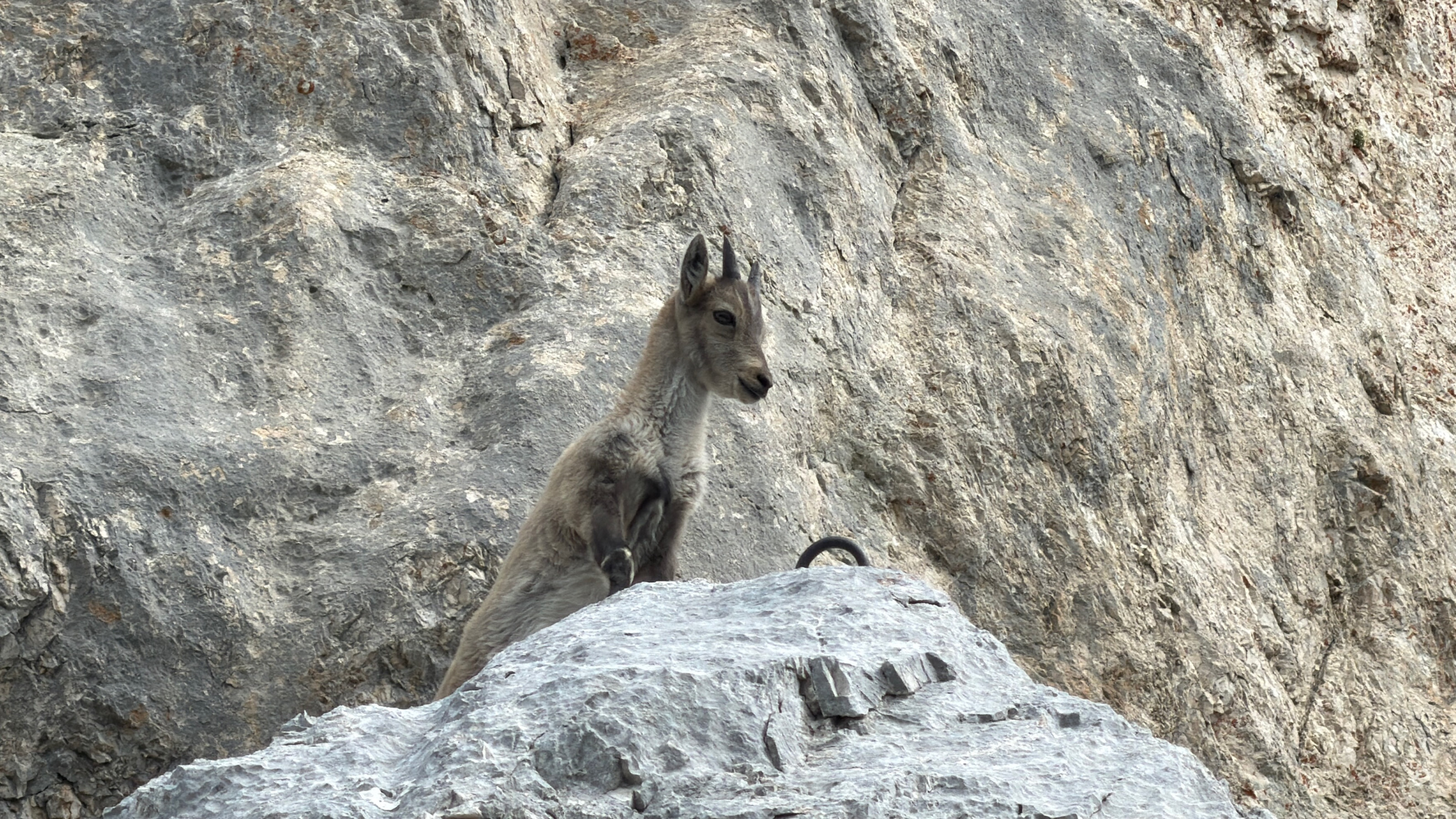 Montaž / Jôf di Montasio – fotografija s poti