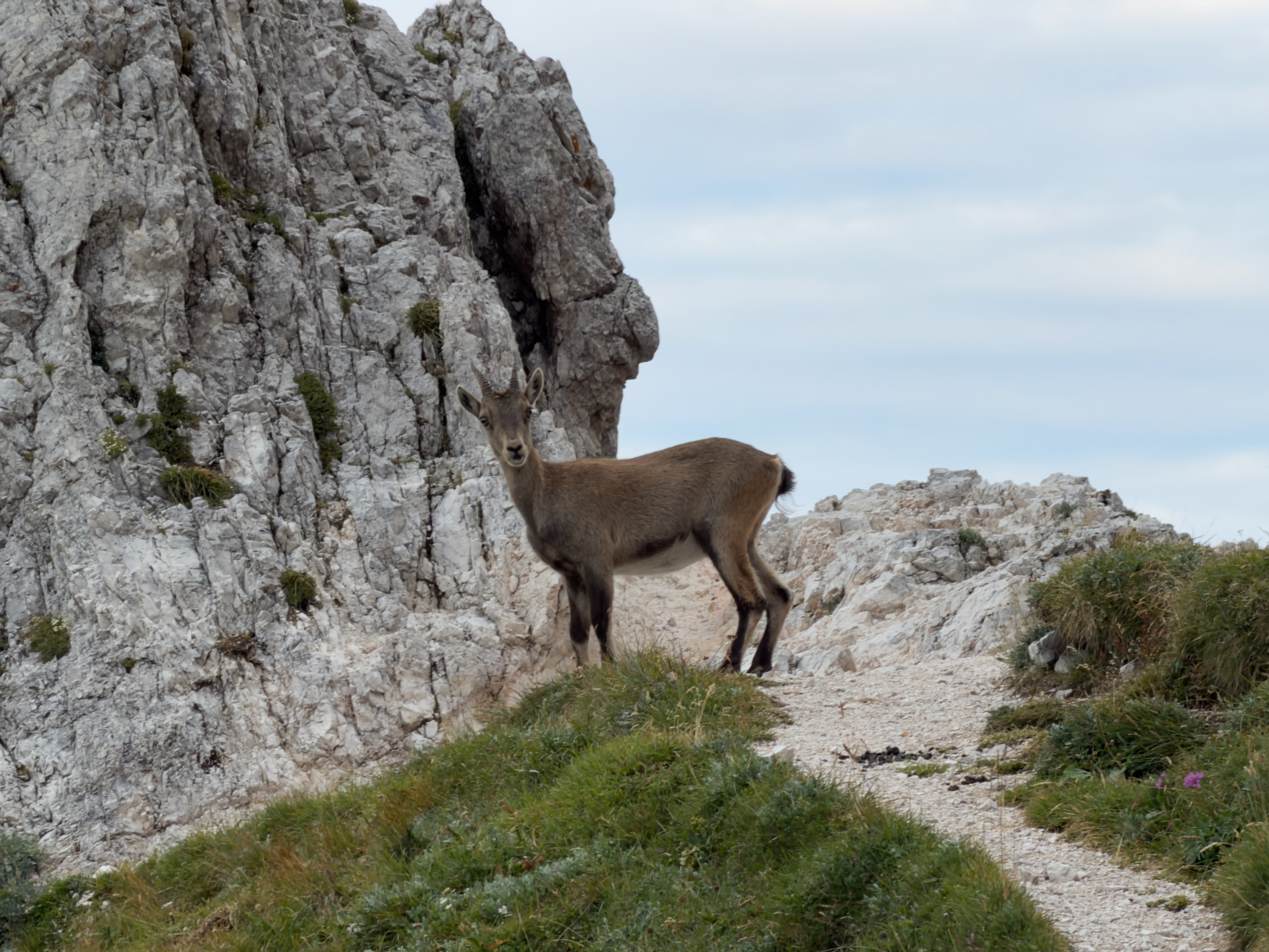 Montaž / Jôf di Montasio – fotografija s poti